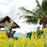ปอเทือง ณ บ้านต้นส้าน หมู่ 6 ตำบลสันทราย อ.ฝาง จ.เชียงใหม่