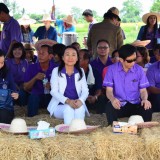 รณรงค์ไถกลบพืชปุ๋ยสด(ปอเทือง) ในโครงการเมืองเกษตรสีเขียว