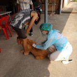กิจกรรมรณรงค์ฉีดวัคซีนป้องกันโรคพิษสุนัขบ้า ตามโครงการสัตว์ปลอดโรค คนปลอดภัยจากโรคพิษสุนัขบ้า